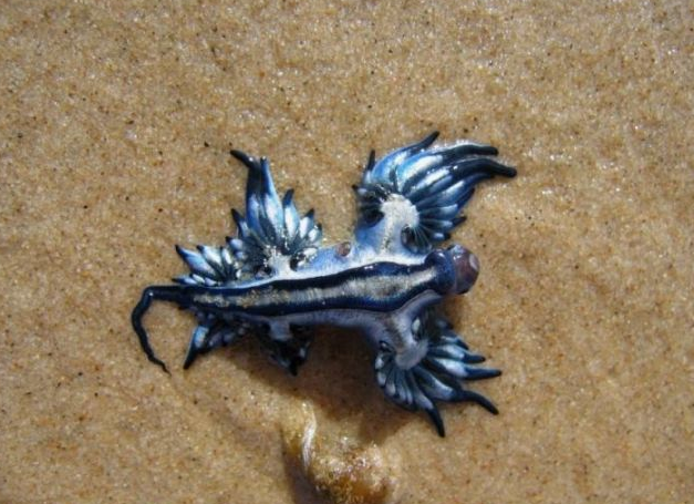 游客在沙滩上找到个蓝色的"多手怪",引得众人纷纷围观