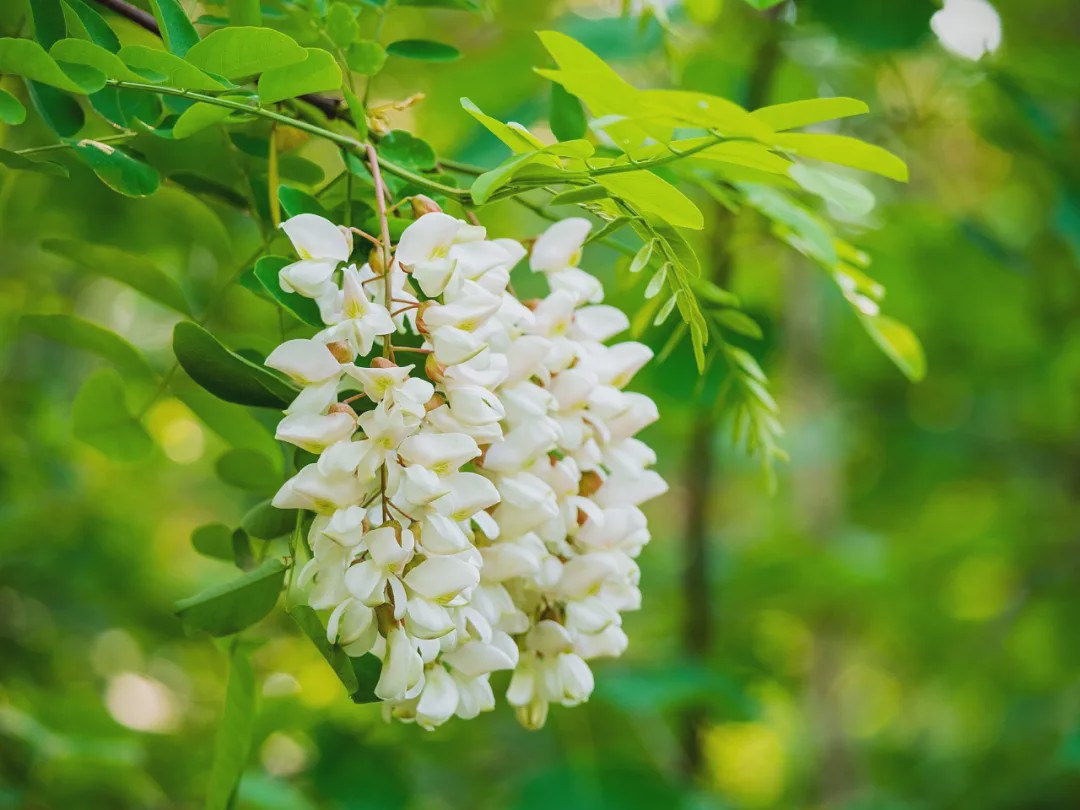 槐花|辣子|小勺_新浪新闻