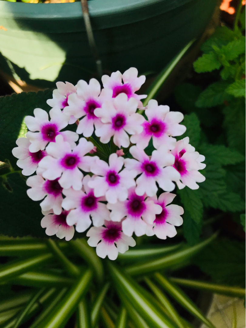 花期超长待机的美女樱,能从4月开到11月,花期能有大半年
