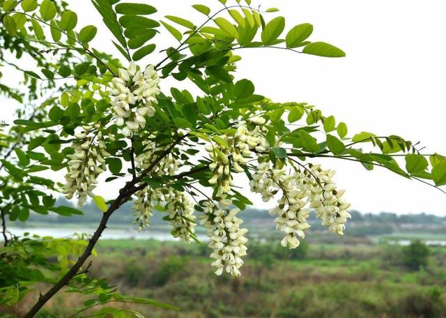槐花好吃但花期只有半个月 教你3种保存方法 能吃上一年都不坏 槐花 洋槐花 槐米 新浪新闻
