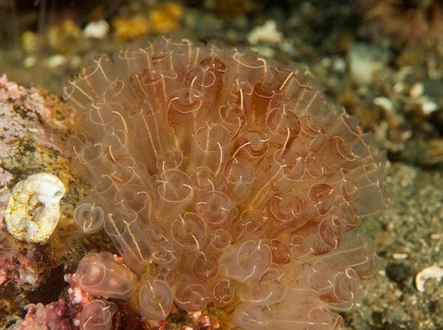 长大后吃掉自己的大脑,心甘情愿变成植物|翻车鱼|海鞘|大脑_新浪新闻