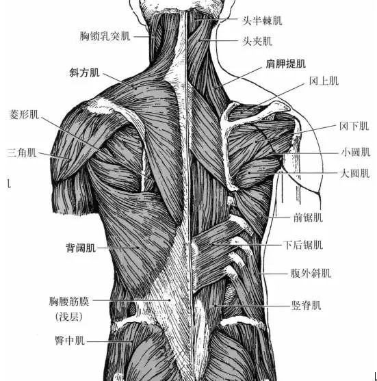 迷人的背部让人追捧,但是却很难练,这几个动作教你怎么练