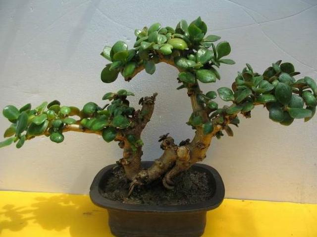 玉树观赏价值极高,养成木质化老桩盆景,能养几十年|玉树|植株|根系_新浪新闻