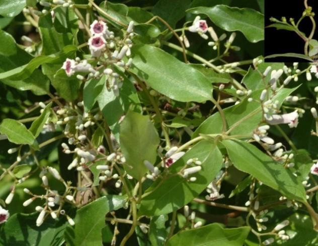 农民种植的鸡屎草在山林里很常见用来炖汤能够治腹痛