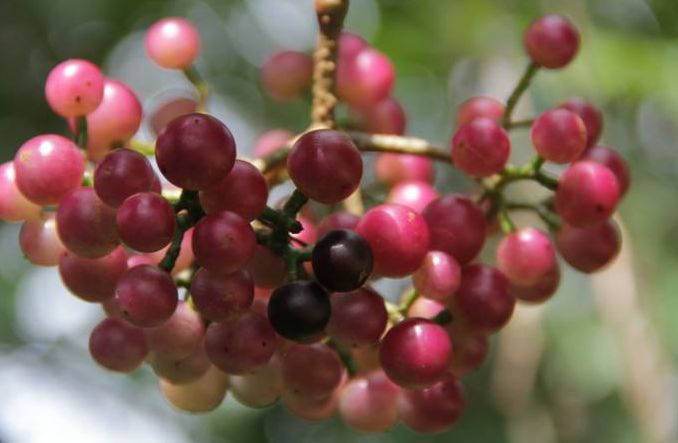 酸溜溜的"小葡萄",过去是不少人的心头好,现在成熟无人问津