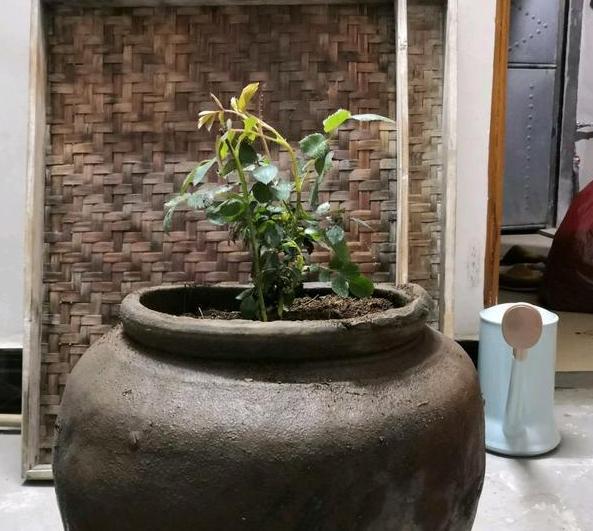 在家养花别用小瓶子,将大水缸当花盆,栽种绣球,月季花开成簇