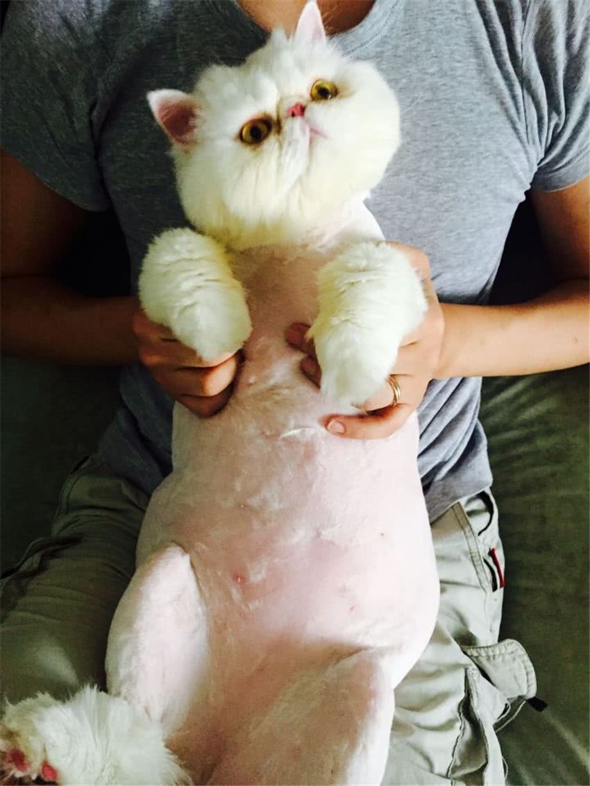 给猫咪剃毛后晒照片,网友又皮了:这猪好可爱,什么品种?