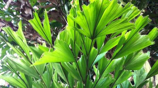 新手养花不如养盆鱼尾葵净化空气帮助睡眠