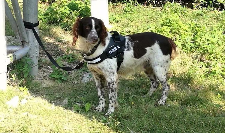 地铁特殊卫士,搜爆犬,不仅敬业也会卖萌!