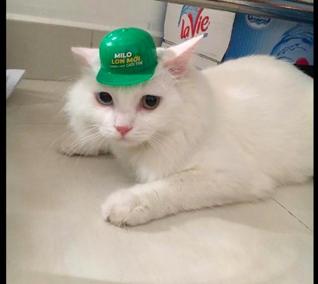 网友给猫咪戴上了绿色的帽子,它动也不敢动:你在外面有野猫了