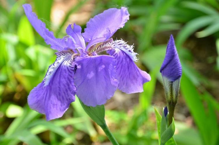 新手养花不如养盆紫影玫瑰花大美艳芳香扑鼻