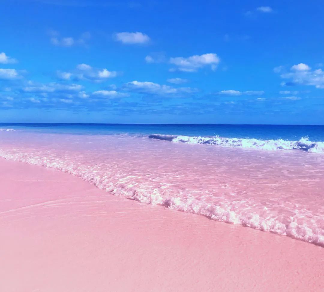 被人们称为浪漫圣地的粉红沙滩竟是无数生物的坟墓,看到这里,你还对