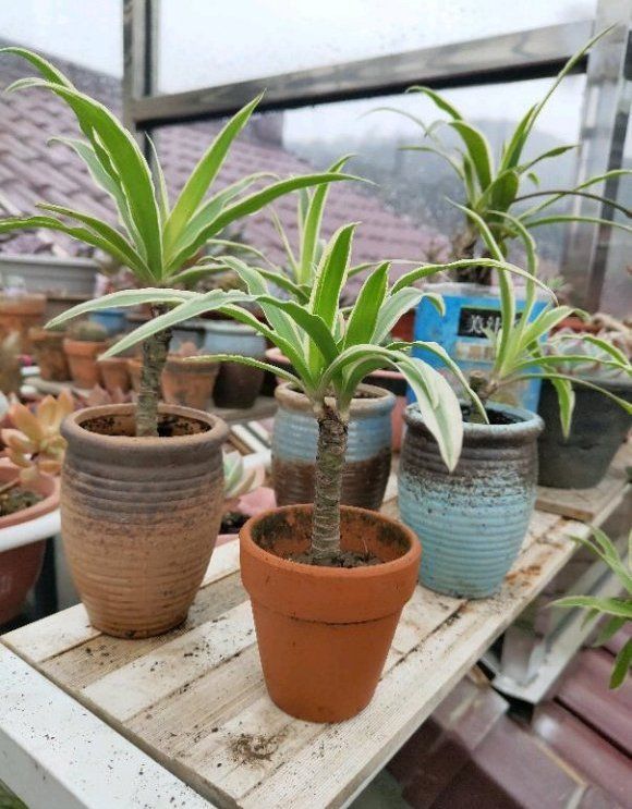 吊兰太普通,太简单?