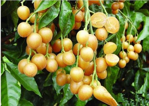 俗称鸡皮果,3-5月份为种植期,竟是一道美味