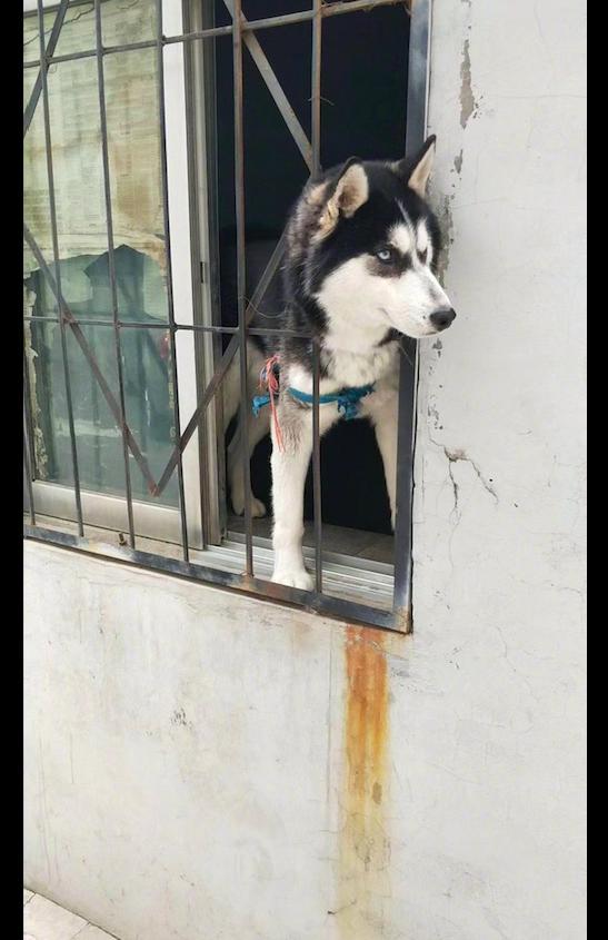 哈士奇站在窗户边上,看起来随时都要越狱,二哈:一会把家拆了!