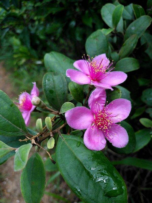 四月就爱赏桃金娘,花蕊如同漫天星空,烂漫醉人!