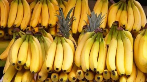 其实"真香蕉"早灭绝了,我们一直在吃"替补品"