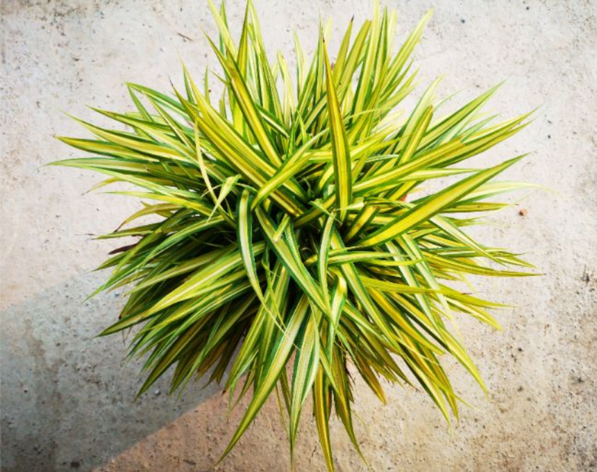 包括常见的花叶榕,天门冬,吊兰,虎皮兰,食虫草,心叶蔓绿绒,观赏椒草和