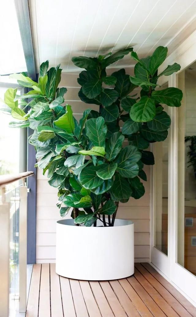 室内盆栽:6种耐阴花,高端上档次,叶子越长越大!