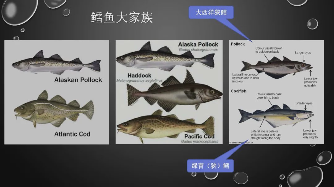 樊哥话生鲜全球鳕鱼品种及主要鳕鱼渔业