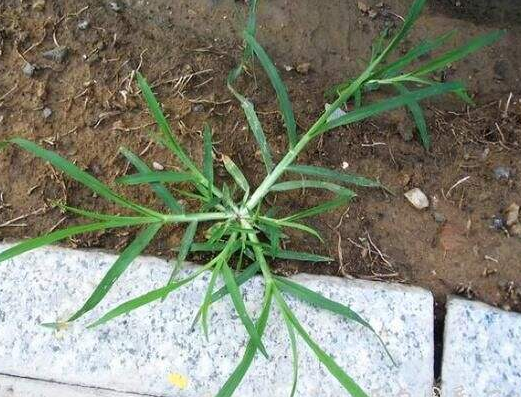 田地里的"恶草",过去农民用来喂羊,现在才知泡茶喝一斤18元