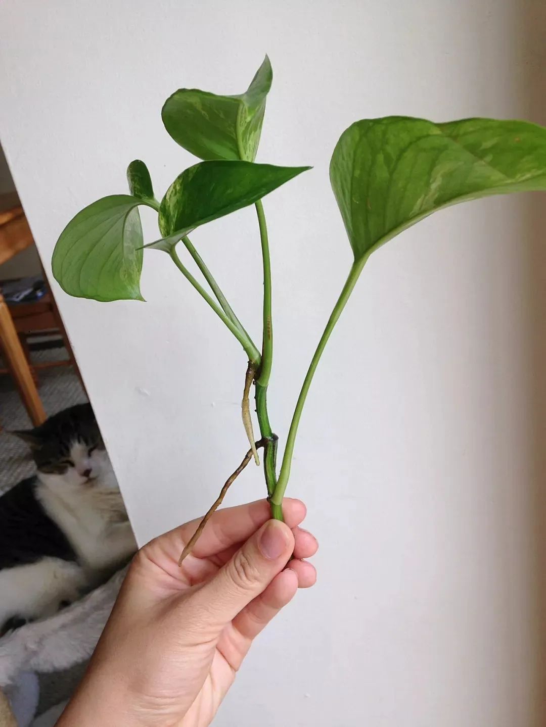 学会正确修剪绿萝不断扦插繁殖让它的枝叶垂盆长几米