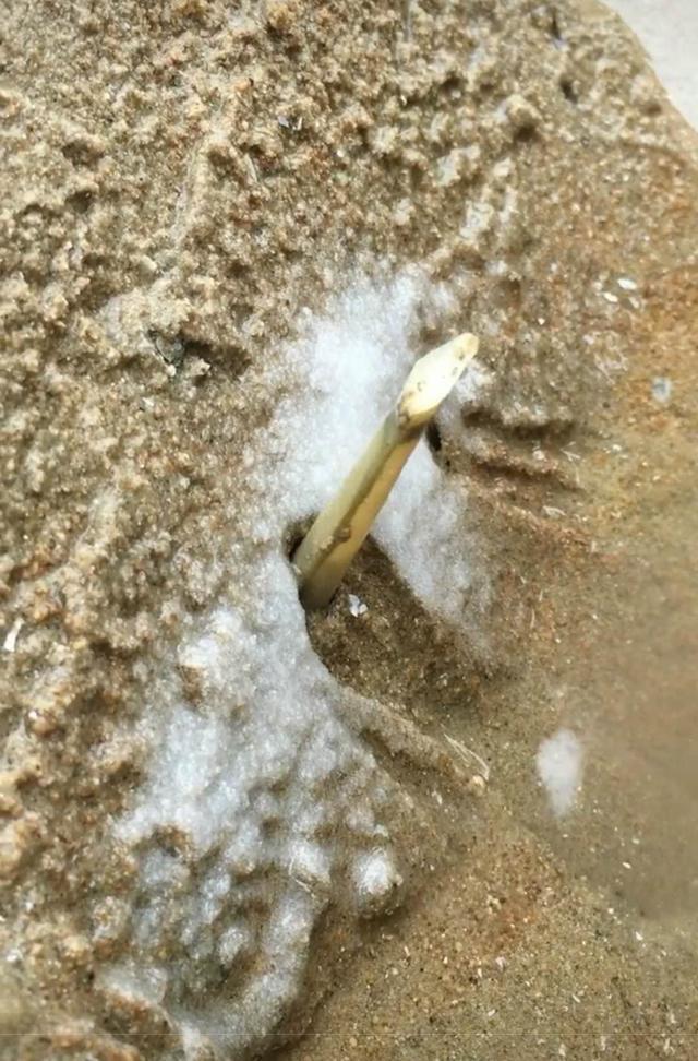 沙滩出现奇怪的小洞,小伙好奇撒了把盐,随后爬出的东西让他乐坏