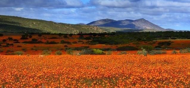 非洲的一沙漠,遍处开满鲜花,还生长着近3000种植物!