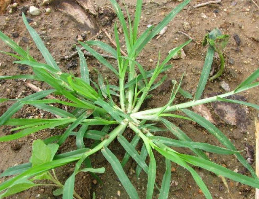 农村的蟋蟀草过去是人们心头大患其实可以泡茶喝一斤18元