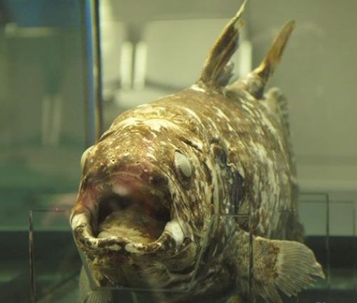 海洋生命起源说人类始祖腔棘鱼某些远古的生物还存活于世