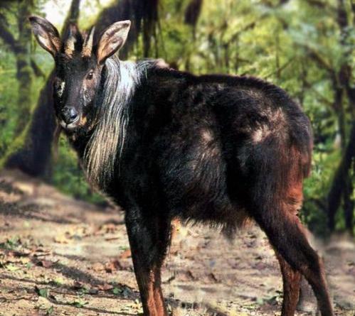 浙江老头出现一只"四不像"村民都没见过,专家:立刻封锁村庄|浙江|鬣羚