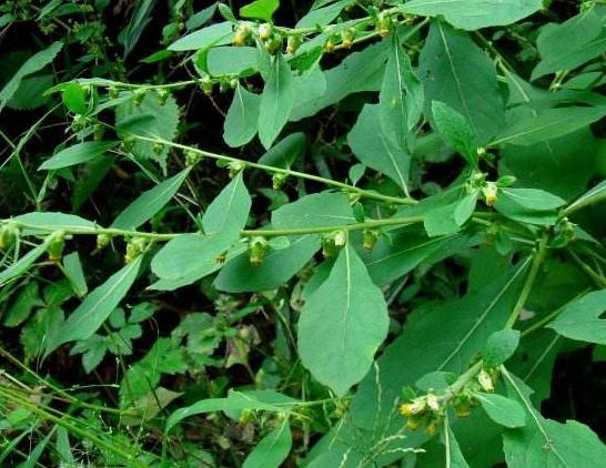 老农称为"挖耳草",长相似野菊花,其实很珍贵,值得