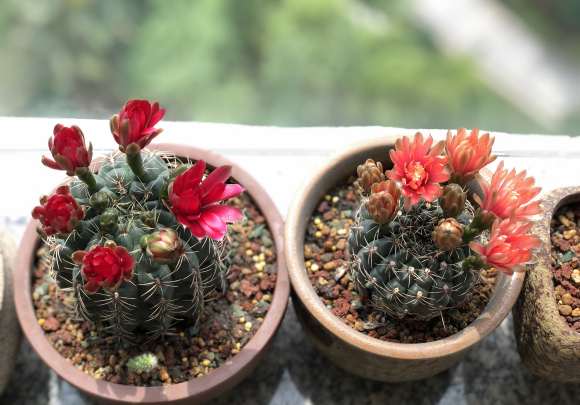 好养的多肉绯花玉做到3部曲立刻爆花花苞转着圈开