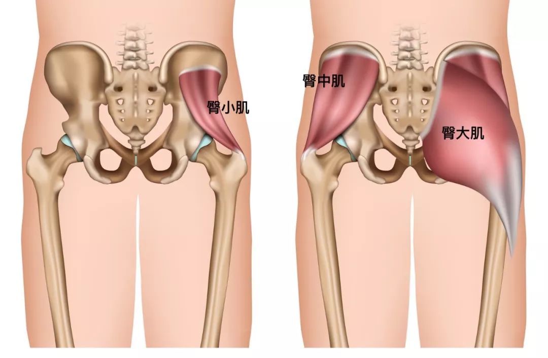 可能是这块肌肉缺乏力量,几个动作为你加强力量|单腿站立|臀中肌|膝盖