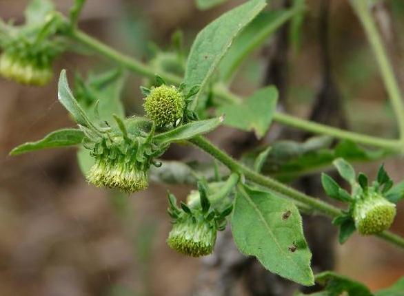 老农称为"挖耳草",长相似野菊花,其实很珍贵,值得