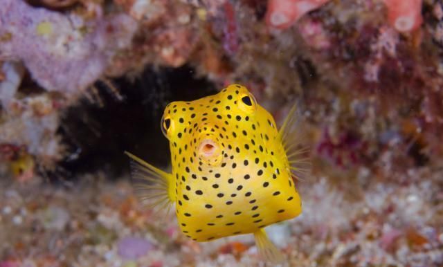 世界上最方形的鱼是如何游动的?