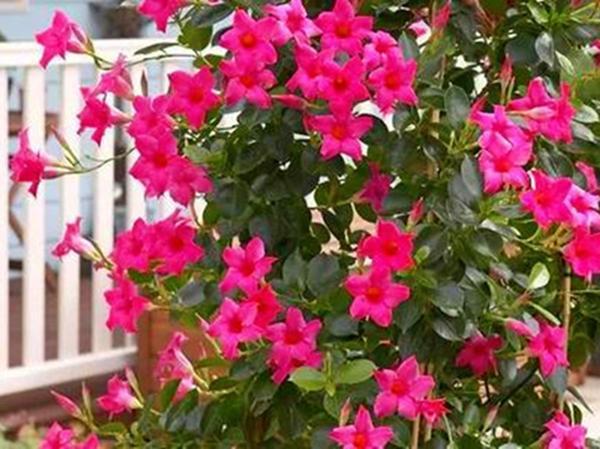 这3种花耐热耐晒,大热天也能开花爆盆,花量多非常好看