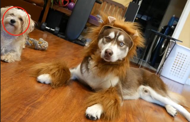 小哥把二哈打扮成狮子模样,网友:才没有这么二的狮子|哈士奇|打扮