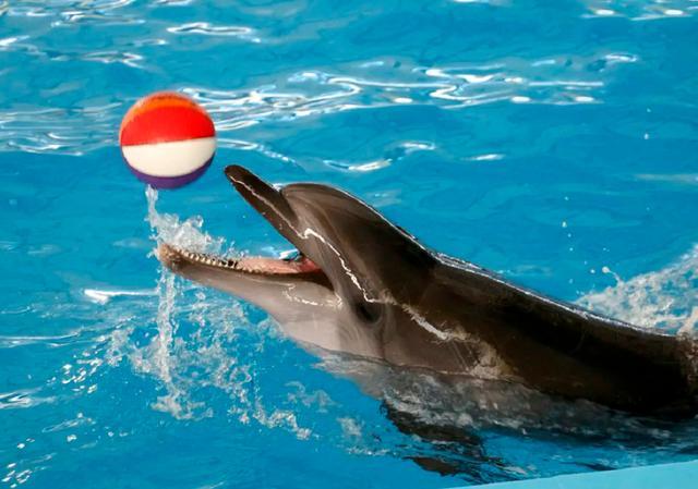 在我国福建沿岸的一些地方,人们依旧坚持把海豚称之为海猪仔,看来