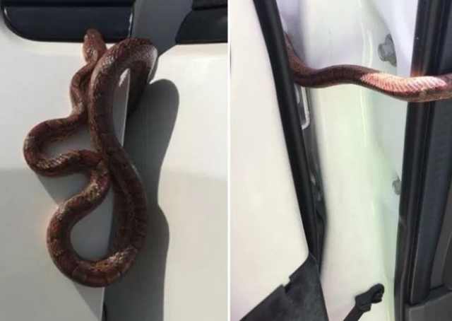 女司机开车去上班,车内突然钻出一条蛇,吓的她连车门没关就跑了