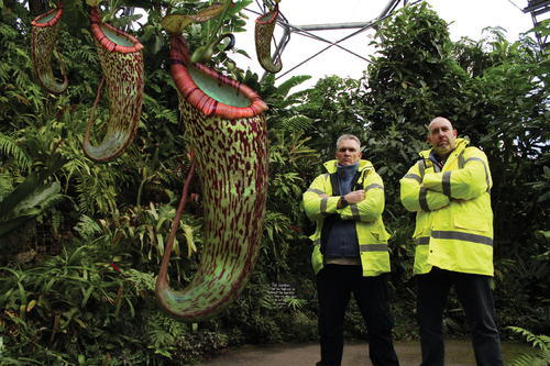 世界上最大的猪笼草身形如儿童笼子高达30厘米