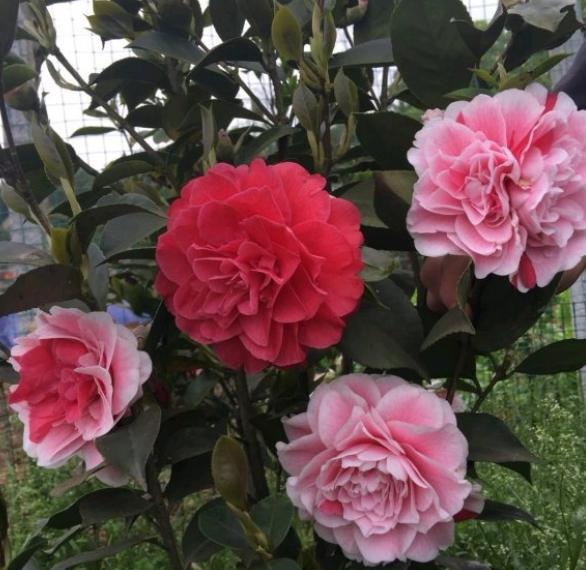 新买的茶花不会养,做4步,轻松解决缓苗难题,养护更容易