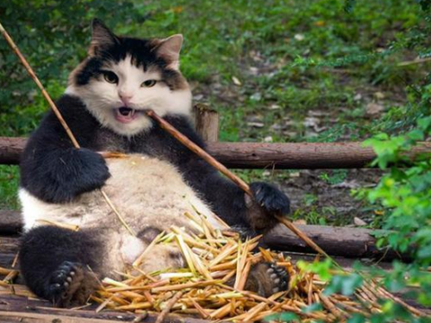 猫咪: 熊猫又咋了, 熊猫也有猫字? 我也是猫, 咋就不能吃|鱼儿|动物|速度|鸟儿|鸡_新浪新闻
