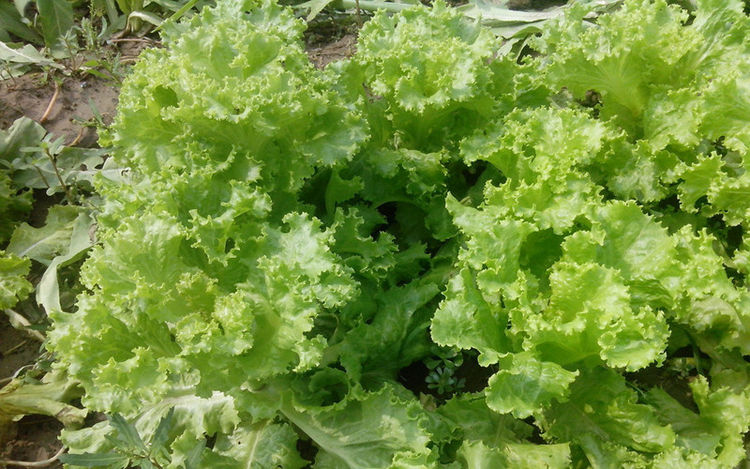 常吃这种食物,简直就是"补水菜",提高免疫力,护肤减肥