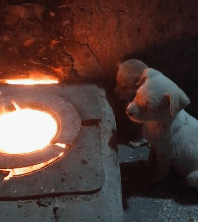 小狗狗怕冷,它们就在火炉前烤火,网友:也不怕被烤熟了