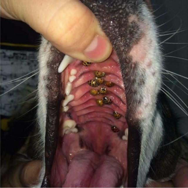 嘴唇长很多鸡皮疙瘩(嘴角两侧一直长有像鸡皮疙瘩)