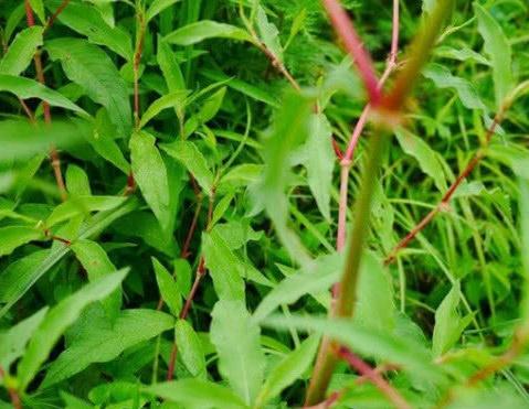 过去猪都不喜欢的野草,称为"酸不溜",其实根部珍贵,一斤8元