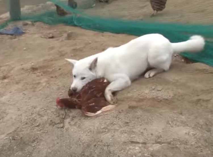 流浪狗帮男子抓到逃跑的鸡,男子让它"管理"鸡场,它却从不偷蛋