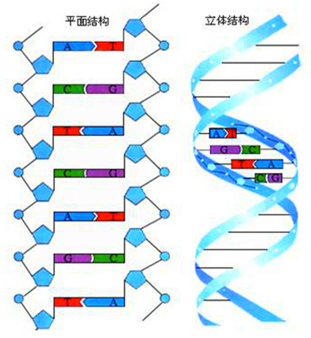 dna分子结构图平面图图片