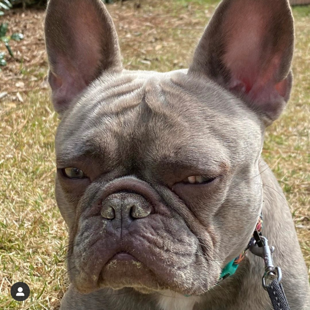 全网脸最臭的法斗感觉全世界都欠它一顿狗粮